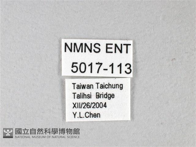 禾弄蝶藏品圖，第3張