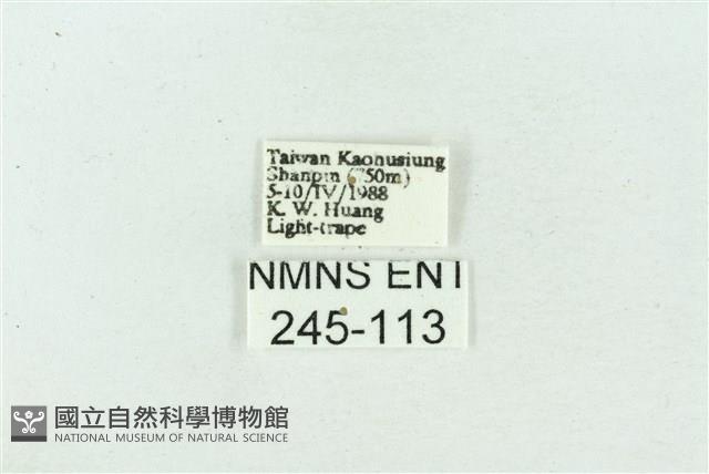 菊池污燈蛾藏品圖，第3張