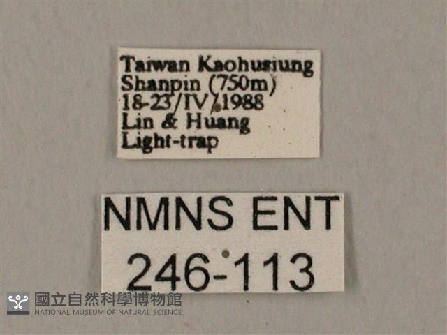 裂斑鷹翅天蛾藏品圖，第3張