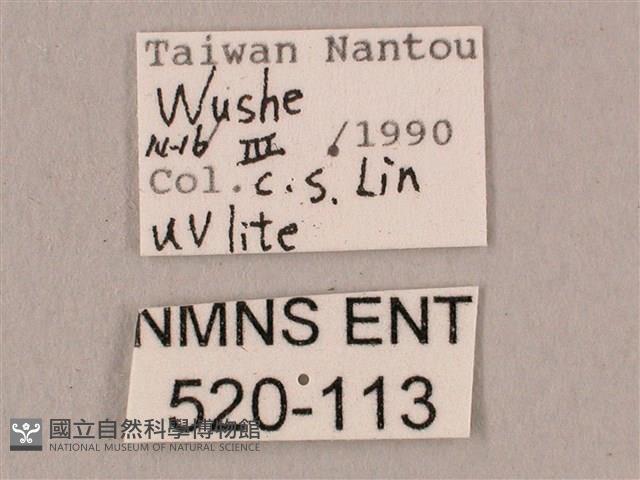 桃紅六點天蛾藏品圖，第3張