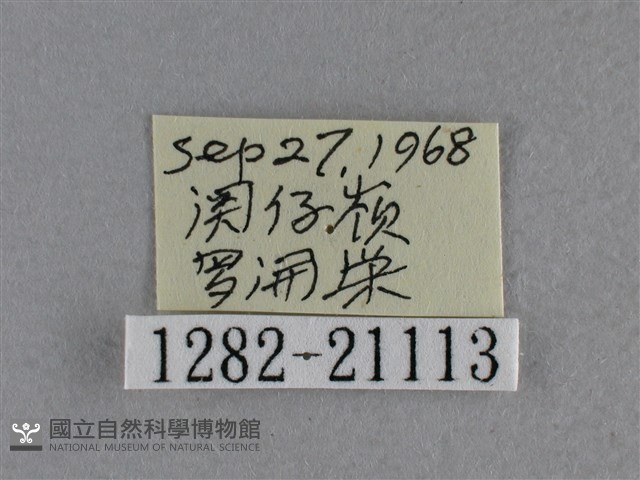 小稻弄蝶藏品圖，第3張