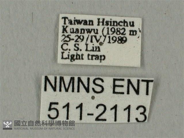 全緣缺角天蛾藏品圖，第3張