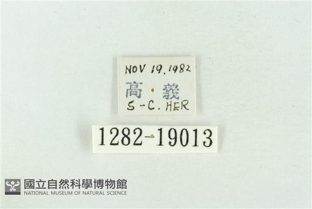 印華波紋蛾藏品圖，第3張