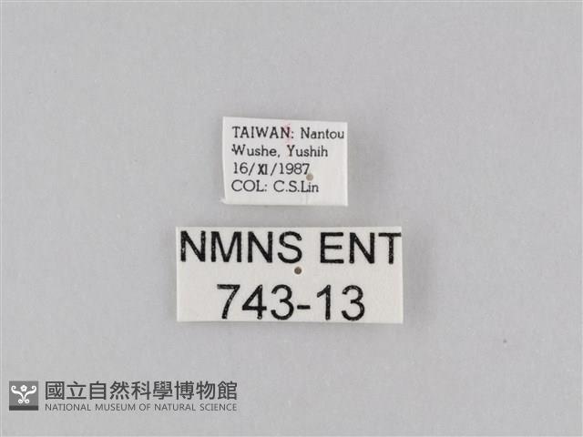 橙擬燈蛾藏品圖，第3張