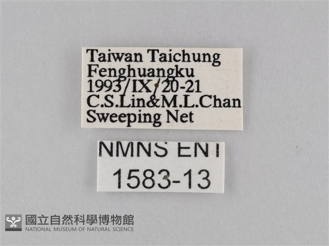 密紋波眼蝶藏品圖，第3張