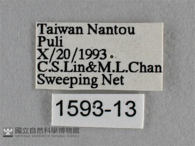 波灰蝶藏品圖，第3張