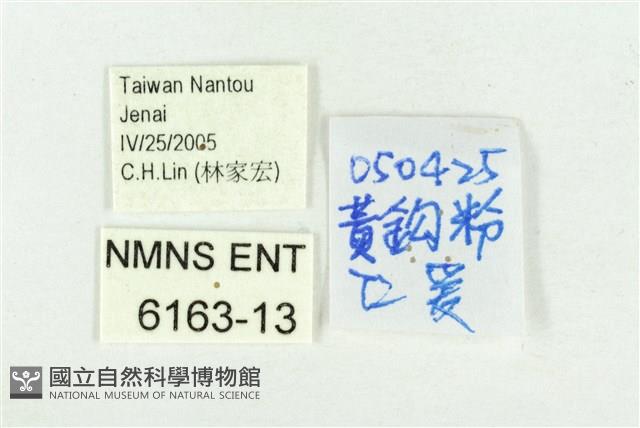 黃尖襟粉蝶藏品圖，第3張