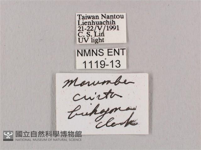 直翅六點天蛾藏品圖，第3張