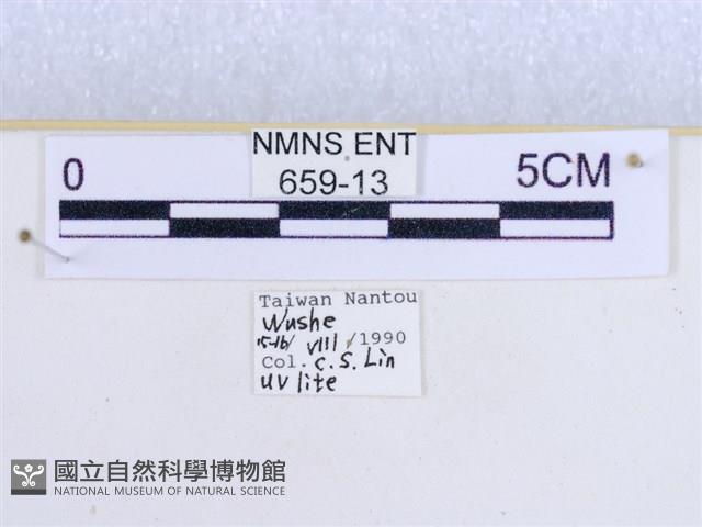 粉蝶燈蛾藏品圖，第3張