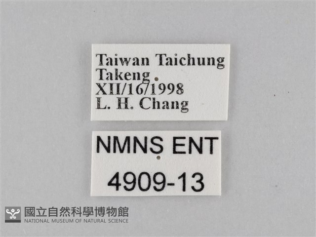 豆環蛺蝶藏品圖，第3張