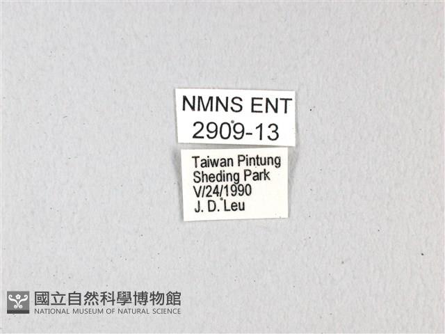 紅珠鳳蝶藏品圖，第3張