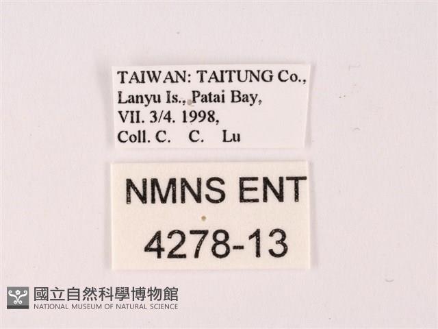 曲波紋灰蝶藏品圖，第3張