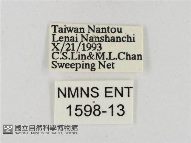 淡褐脈粉蝶藏品圖，第3張