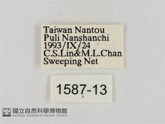 淡褐脈粉蝶藏品圖，第3張