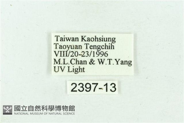 臺雪苔蛾藏品圖，第3張