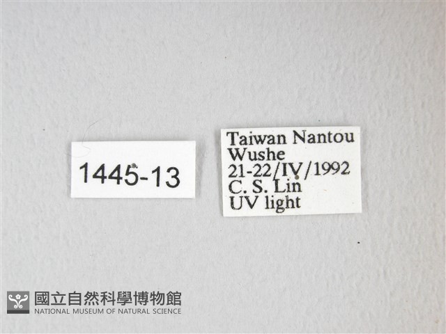 紅目天蠶蛾藏品圖，第3張