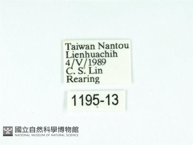 黃肩奇蛾藏品圖，第3張