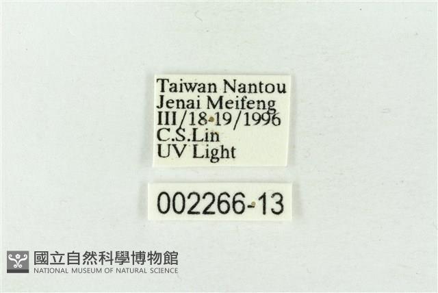 連珠波紋蛾藏品圖，第3張