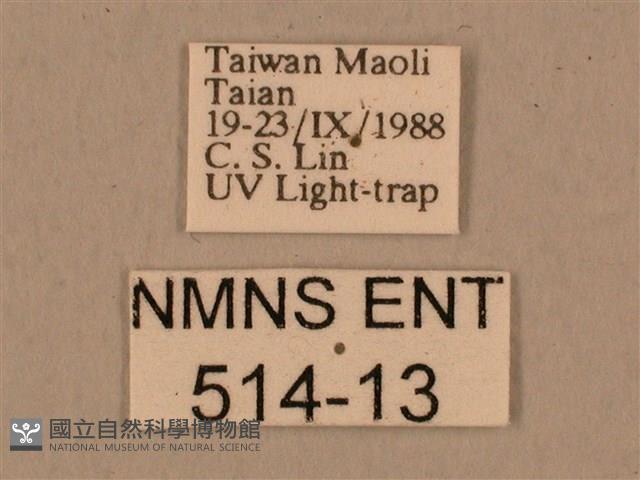 背中白天蛾藏品圖，第3張