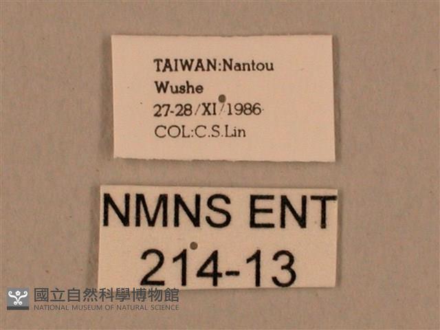 棕綠背線天蛾藏品圖，第3張