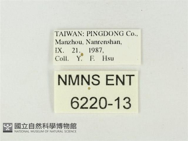 暗色紫灰蝶藏品圖，第3張