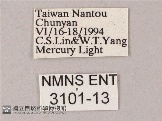 榆綠天蛾藏品圖，第3張