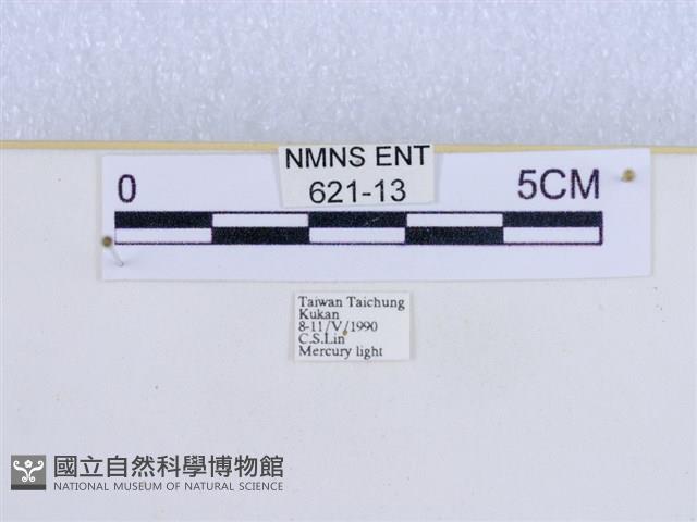 巨網燈蛾藏品圖，第3張