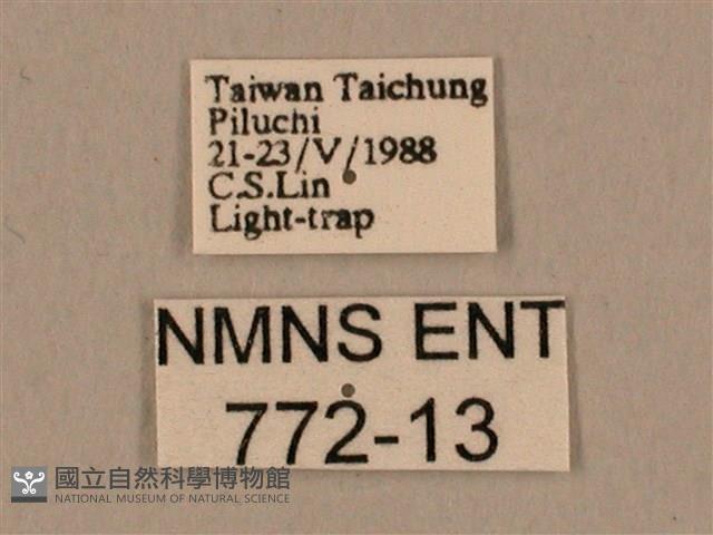 棕綠背線天蛾藏品圖，第3張