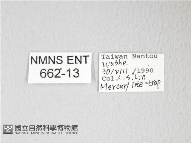圓翅大鉤蛾藏品圖，第3張