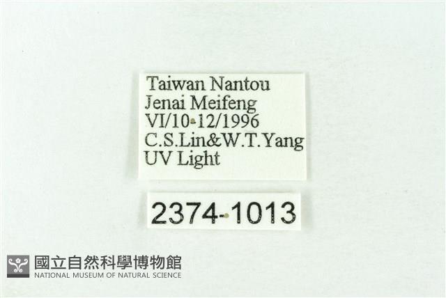 赭新污燈蛾藏品圖，第3張