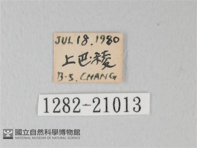 靛色琉灰蝶藏品圖，第3張