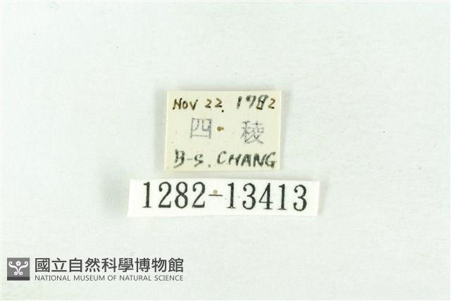 樹形尺蛾藏品圖，第3張