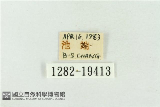 印華波紋蛾藏品圖，第3張