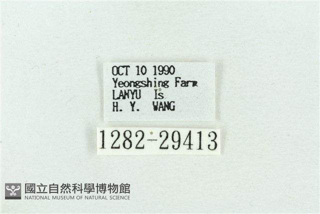 粉紅帶散紋夜蛾藏品圖，第3張