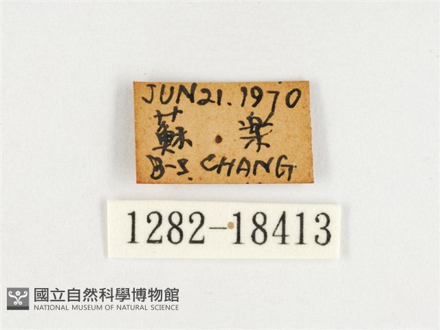 臺灣翠蛺蝶藏品圖，第3張