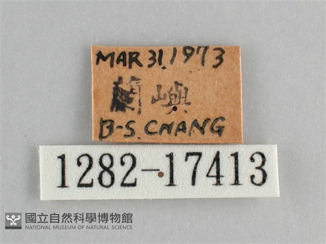 眼蛺蝶、孔雀蛺蝶藏品圖，第3張