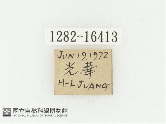 偽橫斑黑花金龜藏品圖，第2張