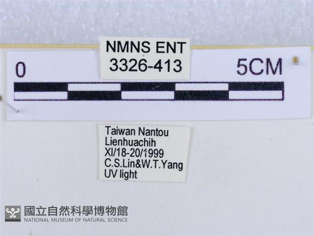 後凸蝶燈蛾藏品圖，第3張