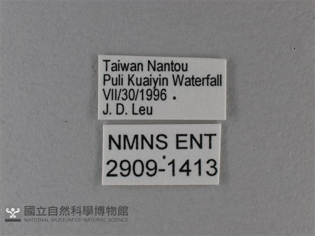 異紋帶蛺蝶藏品圖，第3張