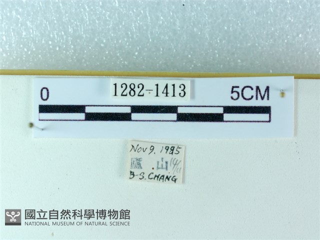 粉蝶燈蛾藏品圖，第3張