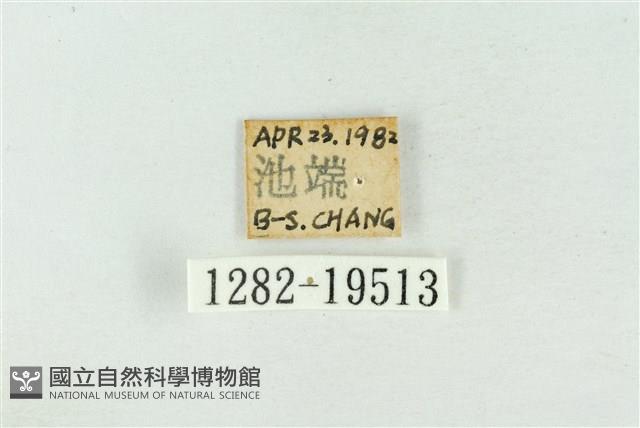 臺洒波紋蛾藏品圖，第3張