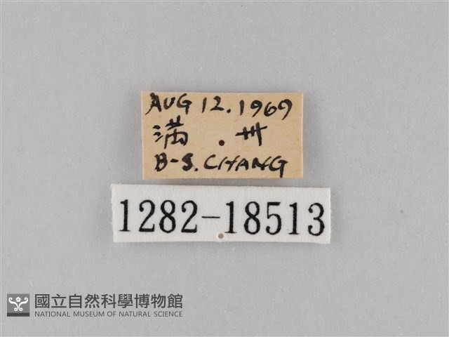 淡紋青斑蝶藏品圖，第3張