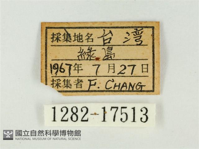 紫珈波灰蝶藏品圖，第3張