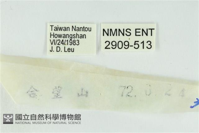 臺灣焰灰蝶藏品圖，第3張