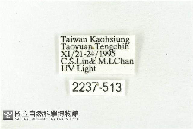 樹形尺蛾藏品圖，第3張