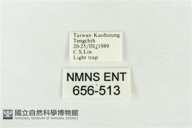 印華波紋蛾藏品圖，第3張