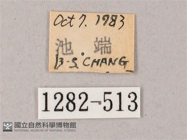 雙斑白肩天蛾藏品圖，第3張