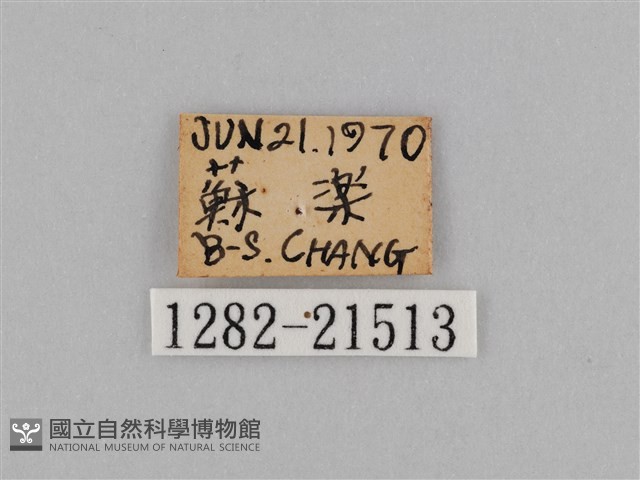 紫帶眉眼蝶藏品圖，第3張