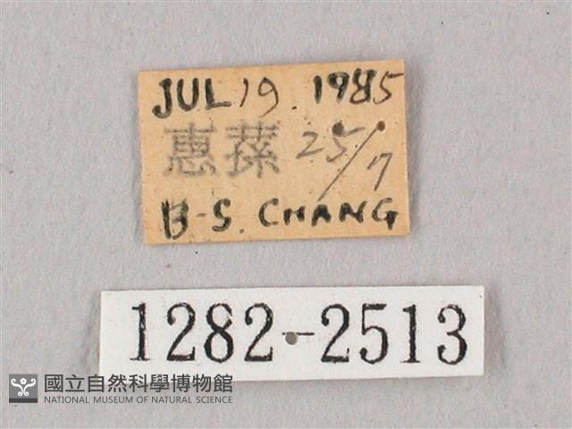 栗六點天蛾藏品圖，第3張