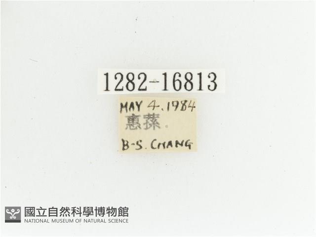 艷金龜藏品圖，第2張